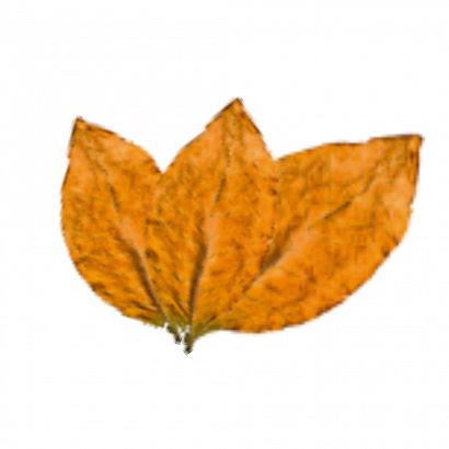 Liście tabaczne, typ amerykański / American Classic Blend Leaves (MB)